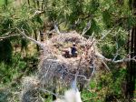 gniazdo kormorana